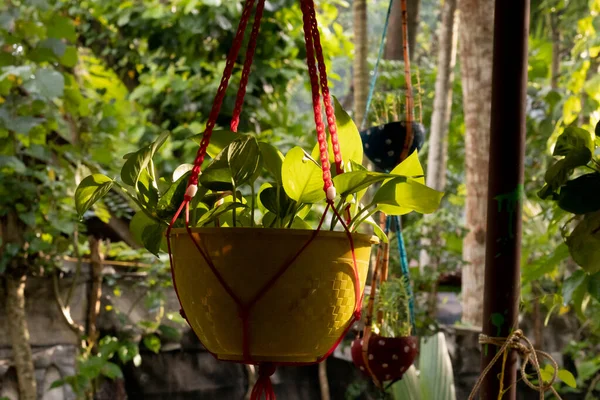 吊り花瓶の常緑植物の葉に選択的な焦点 — ストック写真