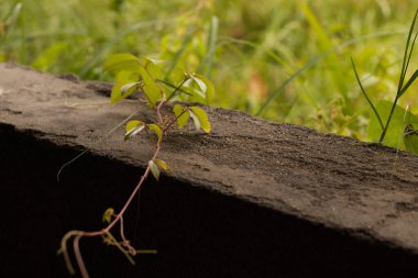 Yeşil yaprak dokusu ya da yaprak arkaplanı. Yeşil yaprağı kapat. Yeşil yaprakların doğası. Ağaç doğayı terk eder. Tasarım yaprağı. Taze taze yapraklar. Tropikal yaprak arkaplanı.