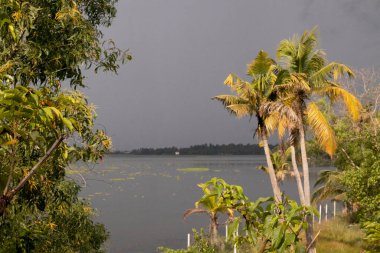 Kır manzarası, nehir kıyısında hindistan cevizi palmiyesi olan bir nehrin sakin akışı.