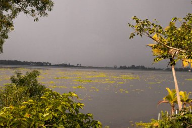 Kır manzarası, nehir kıyısında hindistan cevizi palmiyesi olan bir nehrin sakin akışı.