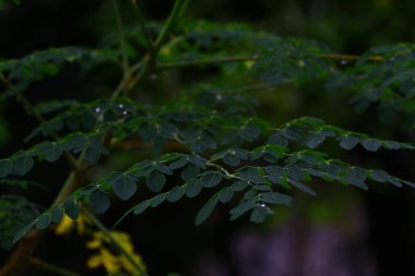 Davul Yaprakları. Sabah yaprakları / but budu ıspanağı. Günaydın, değnek ağacı yaprağı. Sabah Kaynağı olarak bilinen baget ağacı inanılmaz bir ağaçtır, yiyecek veya ilaç olarak kullanılabilir.,