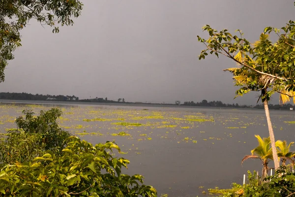 Kır manzarası, nehir kıyısında hindistan cevizi palmiyesi olan bir nehrin sakin akışı.
