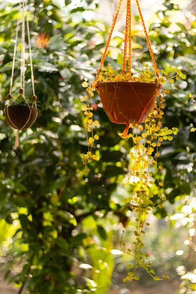Asılı vazodaki yeşil yapraklara odaklan.