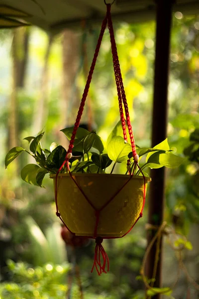 Selektiver Fokus Auf Immergrüne Pflanzenblätter Einer Hängenden Vase — Stockfoto