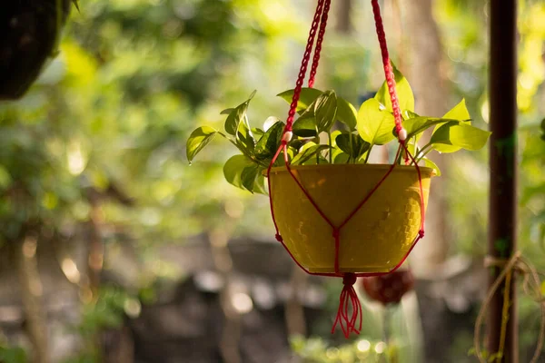 Selective focus on evergreen plant leaves in a hanging vase