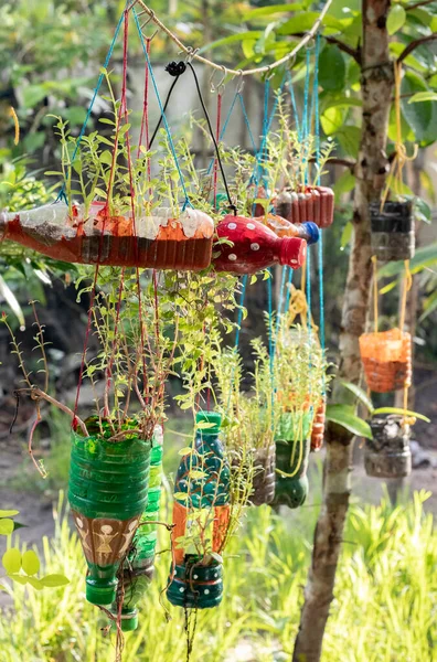 Selective Focus Evergreen Plant Leaves Hanging Vase — Stock Photo, Image