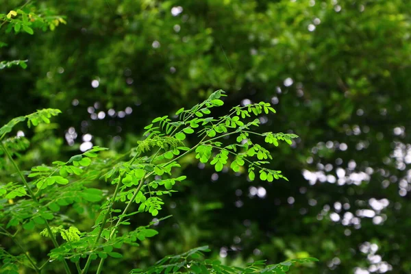 나뭇잎 시금치 Morning Referable Drum Stick Tree Leaf 오전에 나무로 — 스톡 사진