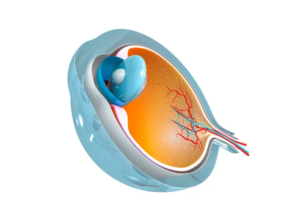 Diagrama Anatomia Dos Olhos Imagem Renderização — Fotografia de Stock