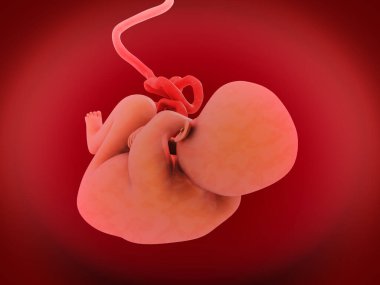 İnsan Fetüsü Bebek Rahminde 3 Boyutlu Görüntü Anatomisi