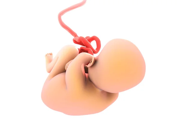 3Dイラスト 子宮解剖学におけるヒト胎児の概念 — ストック写真