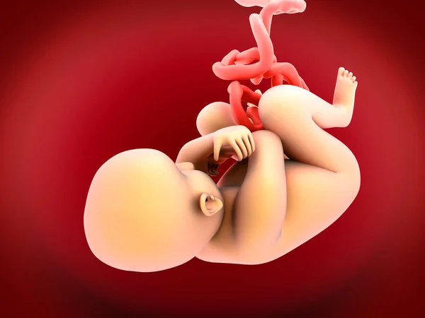 Illustration Concept Human Fetus Baby Womb Anatomy Лицензионные Стоковые Фото