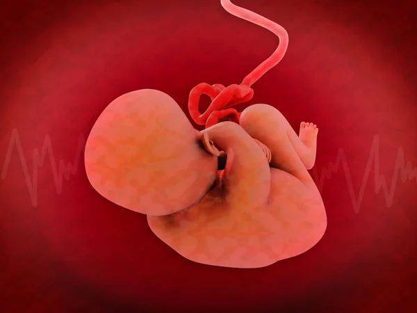 3Dイラスト 子宮解剖学におけるヒト胎児の概念 ストック画像