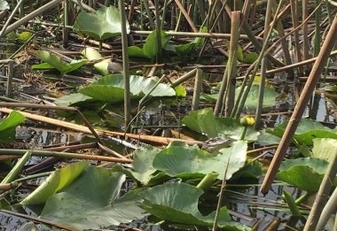 Yavru timsah, Orlando Florida yakınlarındaki bataklık arazisindeki doğal ortamında.