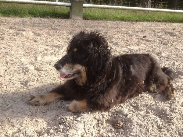 Small Greek Dog Breed Kokoni Relaxing Sand — Stock Photo, Image