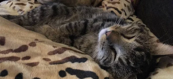 Bonito Cinza Europeu Cabelo Curto Gato Abraçando Dormindo Cobertor Com — Fotografia de Stock