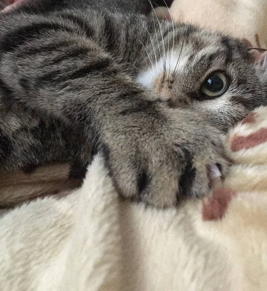 Lindo Gato Pelo Corto Europeo Gris Acurrucado Una Manta Con — Foto de Stock