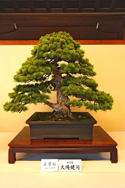 Bonsai Centenario Nel Tempio Antico Tokyo Giappone Immagini Stock Royalty Free