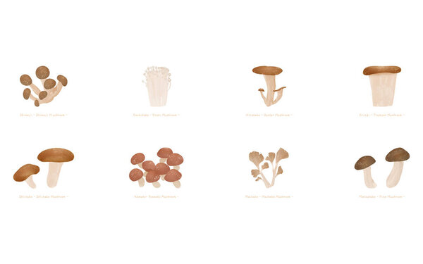 Autumn taste, simple mushroom illustration Shiitake