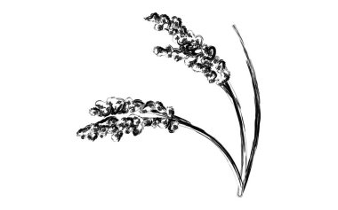 Yetiştirilmiş pirinç, sonbahar hasadı