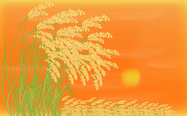 Podkladový Materiál Ilustrace Sklizené Rýže Západ Slunce — Stockový vektor