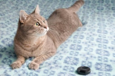 Mavi iç planda gri tekir kedi. Sevimli hayvan