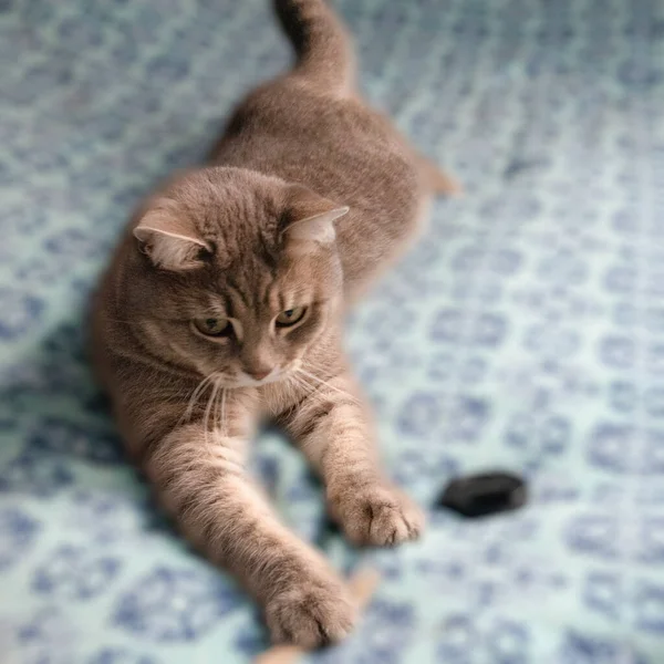 Gris Gato Tabby Sobre Fondo Doméstico Azul Hermosa Mascota —  Fotos de Stock