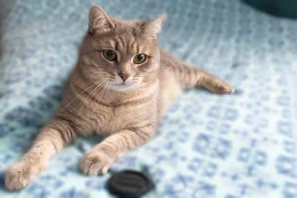 Gray Tabby Cat Blue Domestic Background Lovely Pet — Stock Photo, Image