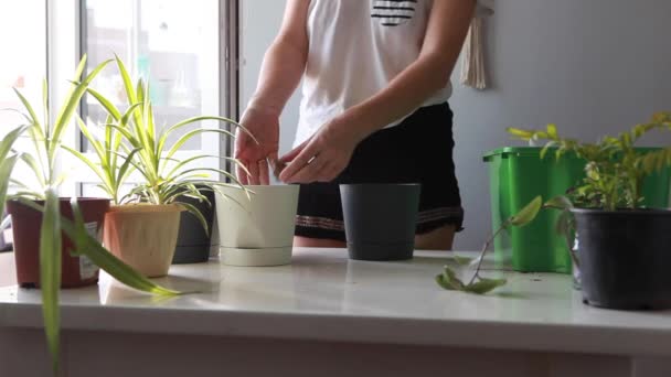 Una donna si prende cura di piante da interno. — Video Stock