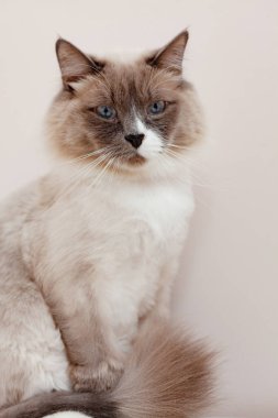 Sibirya kedileri, beyaz neva maskeli balosu. Açık arkaplanda kırpılmış kedi