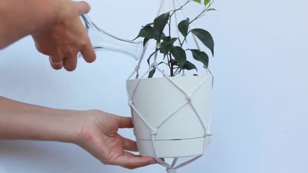 Frauen Hände Wasser Ficus Benjamina. — Stockvideo