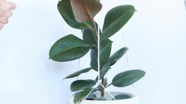 Kadınların elleri Ficus 'un yapraklarını siler..