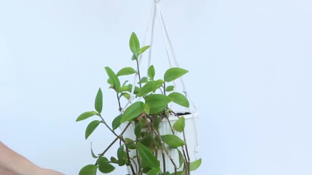 Cuidado Las Plantas Caseras Una Flor Una Maceta Blanca Sobre — Vídeo de stock