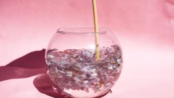 Vaso Com Flores Lilás Fundo Rosa Flores Flutuam Água Imagens — Vídeo de Stock