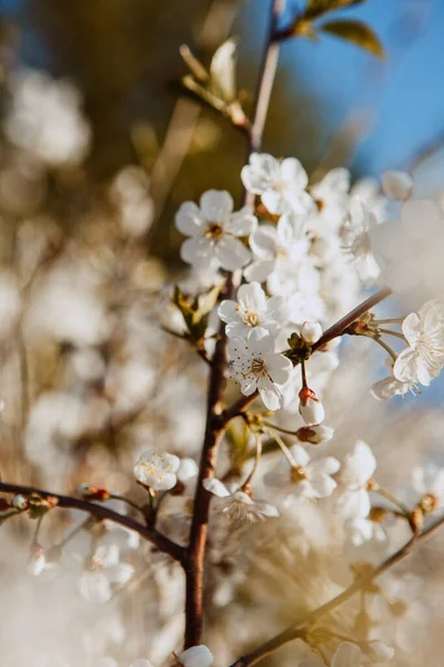 Cherry blossom. Spring bloom. Flowers on a tree