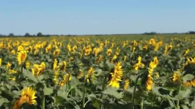 Tarlada ayçiçekleri.