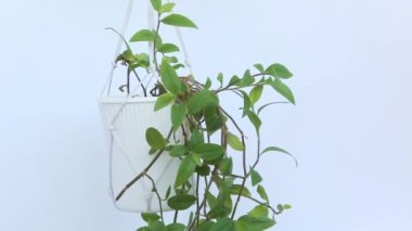 Kadınların elleri Tradescantia 'ya su püskürtür.