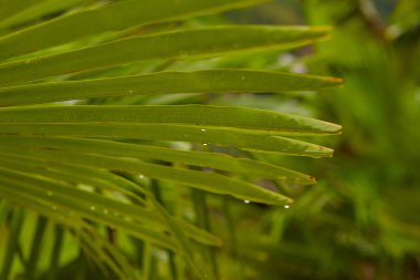 Gökyüzüne karşı palmiye ağacı. Tropik sahil, yaz ağacı, güzel tropikal arka plan.