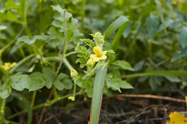 Giovane Anguria Che Cresce Nel Campo Piccolo Melone Verde Giardino — Foto Stock