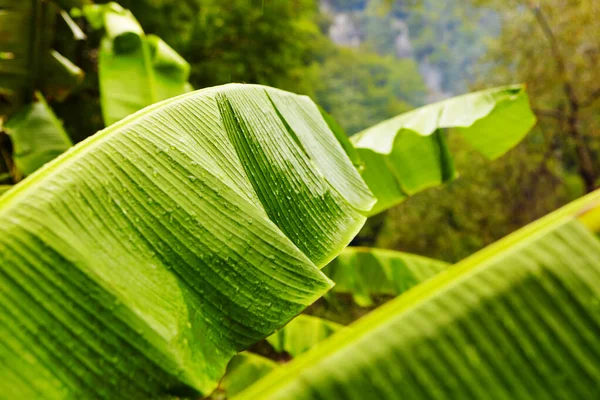 Sluiten Tot Groene Bananenblad Textuur Met Water Dro — Stockfoto