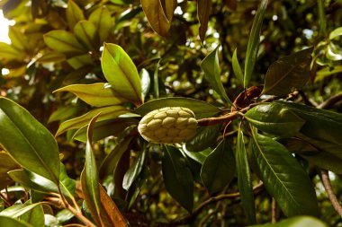 Yeşil yapraklı arka planda manolya meyvesi. Magnolia kadife tohum kabuğu ağaçta. Magnolia soulangeana, uçan daire manolyası..
