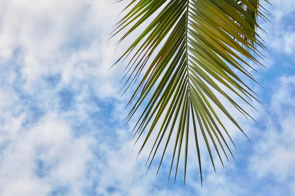 Bladeren Van Een Palmboom Tegen Heldere Blauwe Lucht — Stockfoto