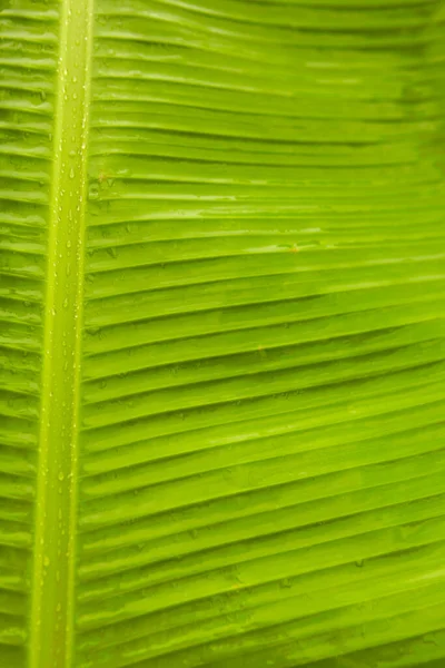 Sluiten Tot Groene Bananenblad Textuur Met Water Dro — Stockfoto