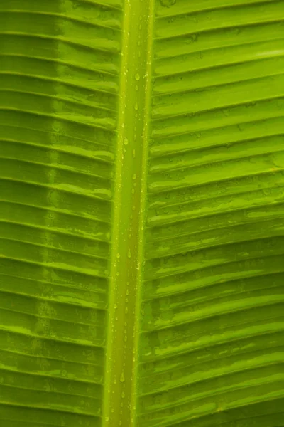 Sluiten Tot Groene Bananenblad Textuur Met Water Dro — Stockfoto