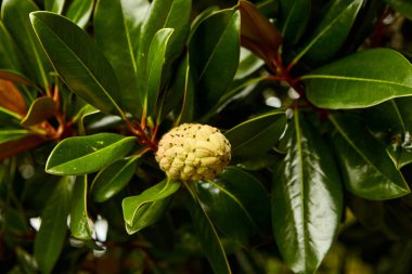 Yeşil yapraklı arka planda manolya meyvesi. Magnolia kadife tohum kabuğu ağaçta. Magnolia soulangeana, uçan daire manolyası..