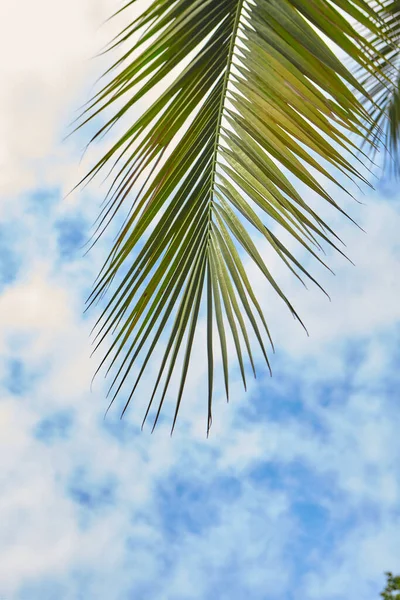 Bladeren Van Een Palmboom Tegen Heldere Blauwe Lucht — Stockfoto