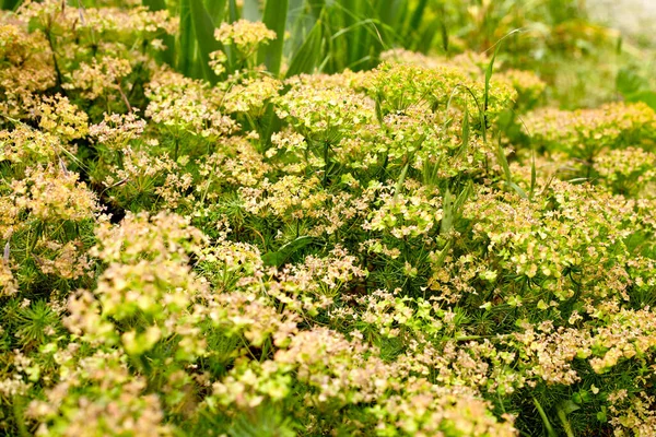 Flower Bed Garden Flowers Grow Your Own Yard — Stock Photo, Image