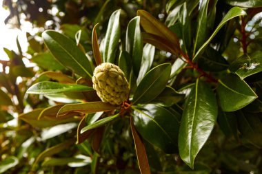 Yeşil yapraklı arka planda manolya meyvesi. Magnolia kadife tohum kabuğu ağaçta. Magnolia soulangeana, uçan daire manolyası..