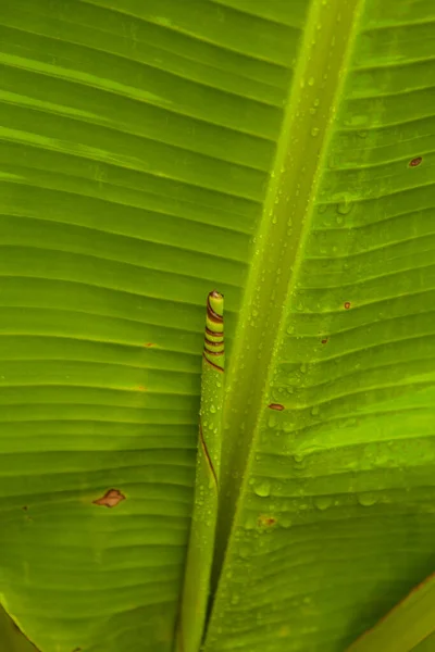 Sluiten Tot Groene Bananenblad Textuur Met Water Dro — Stockfoto