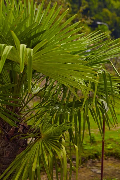 Palm Tree Tegen Lucht Tropische Kust Zomerboom Prachtige Tropische Achtergrond — Stockfoto