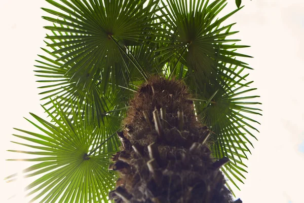 Palm Tree Tegen Lucht Tropische Kust Zomerboom Prachtige Tropische Achtergrond — Stockfoto